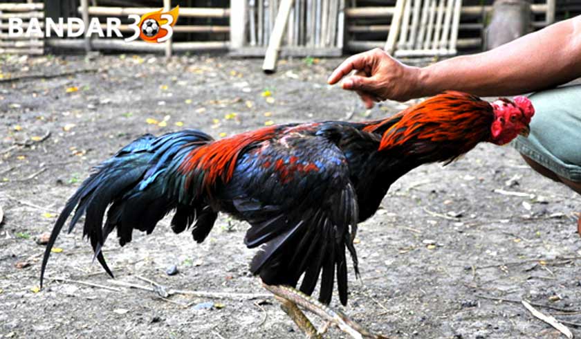 Kenali Ciri - Ciri Ayam Bangkok Petarung Pukulan Mematikan